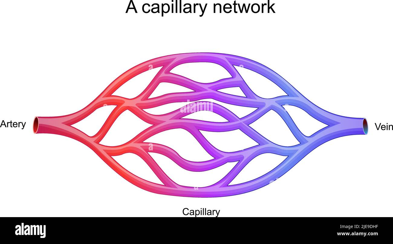 Capillary network Stock Vector Images Biology Diagrams