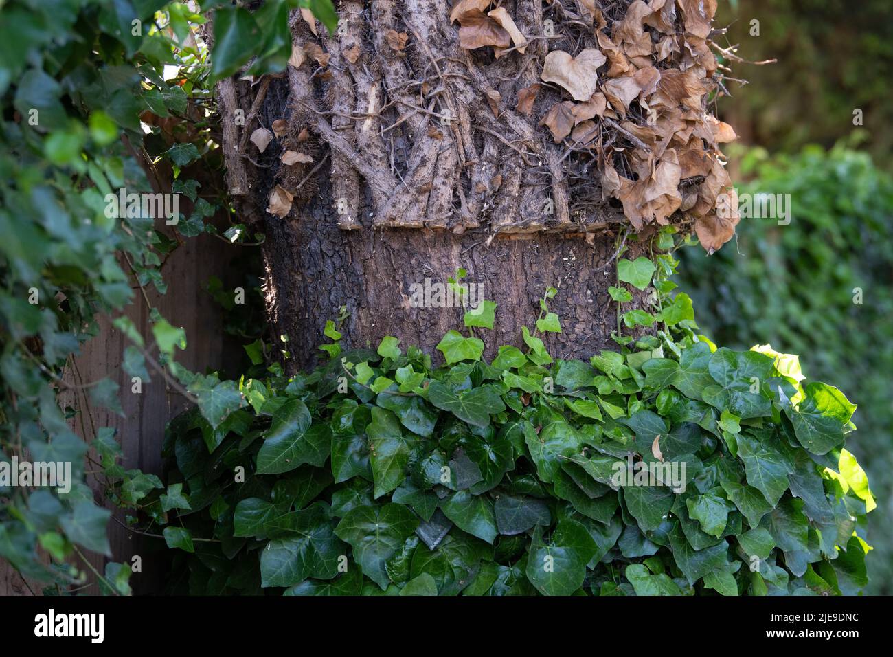 Cutting back ivy - regrowth from base climbing back up tree - UK Stock Photo