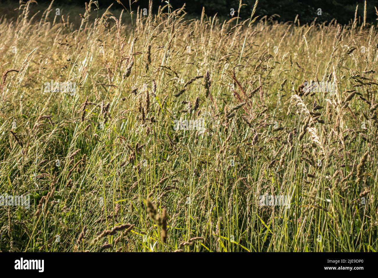 wild wheat growing in a meadow Stock Photo