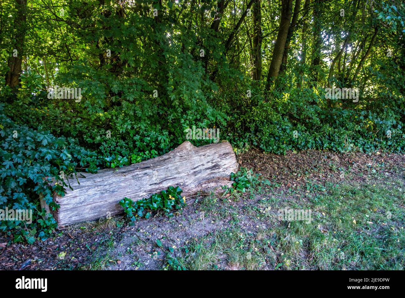 Cut down tree truck making a log seat in woods Stock Photo