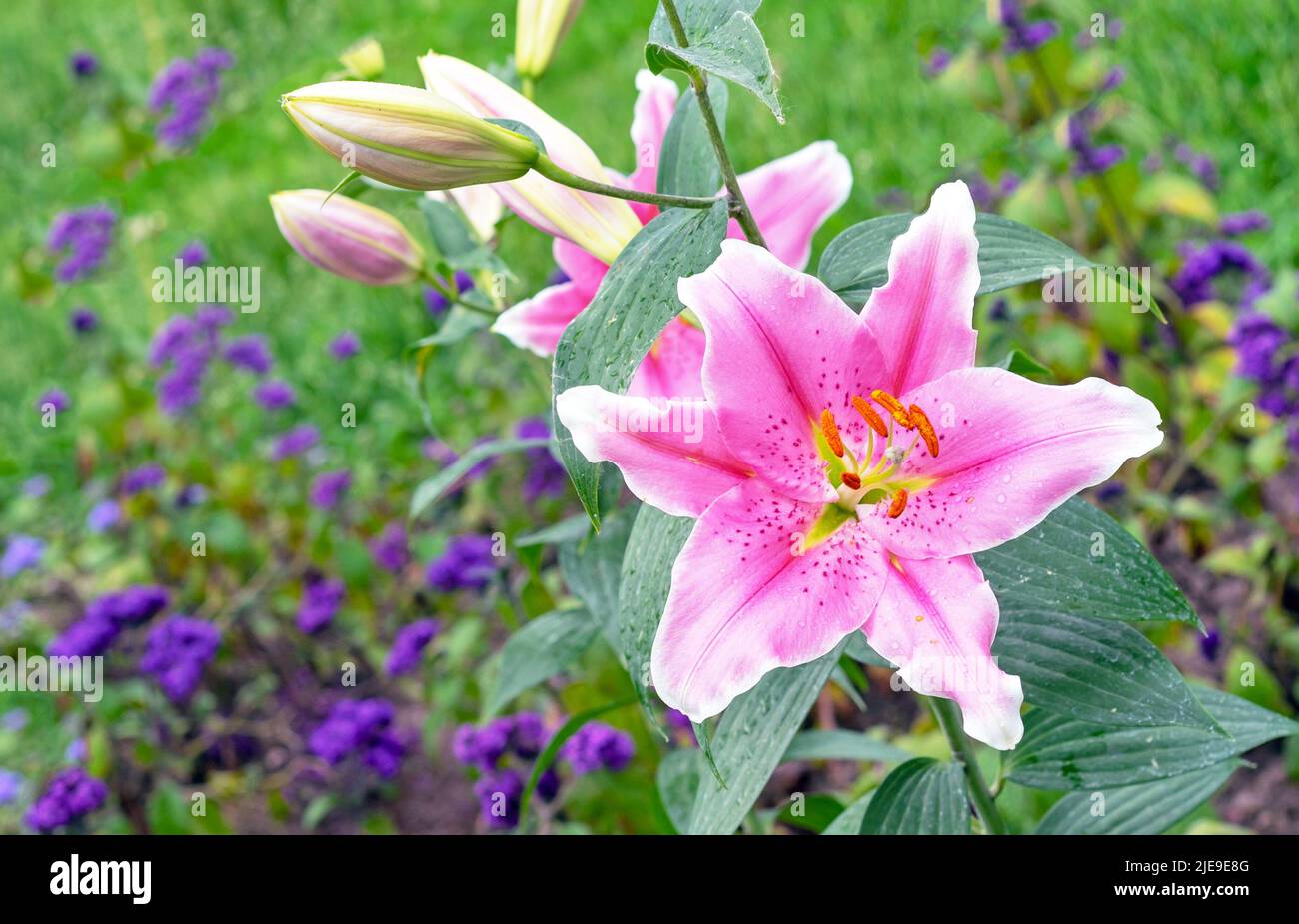 Beautiful pink lily close-up. Lily blossom in the summer garden. Stock Photo