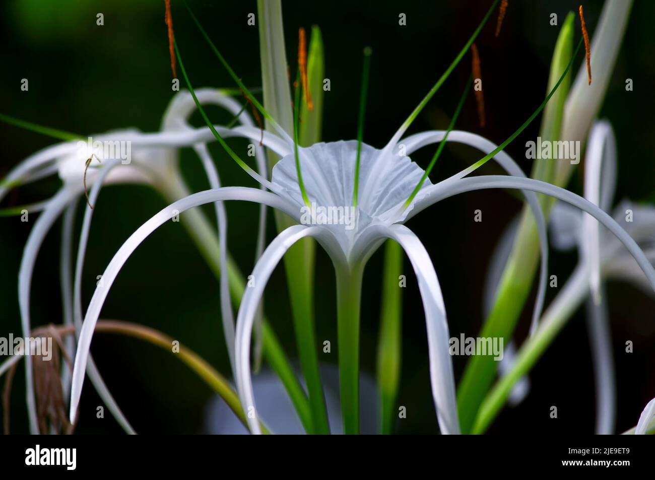 a tropical giant white spider lily blooming in Melaka Malaysia. Stock Photo