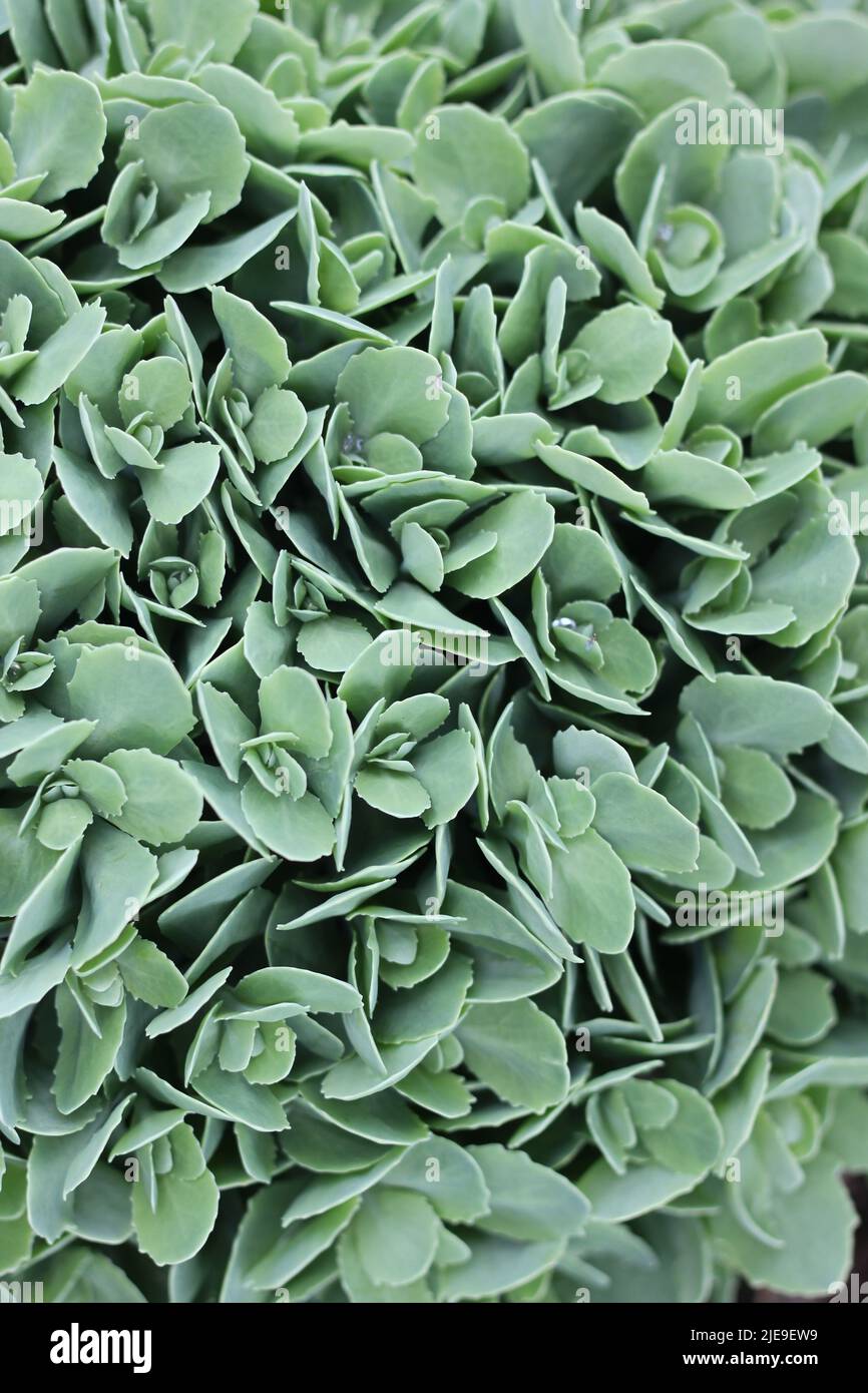 Full frame view of a typical leafy green garden plant Stock Photo Alamy