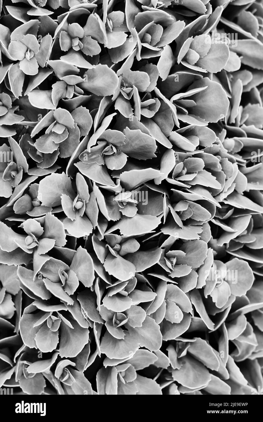Full frame view of a typical leafy garden plant in black and white ...