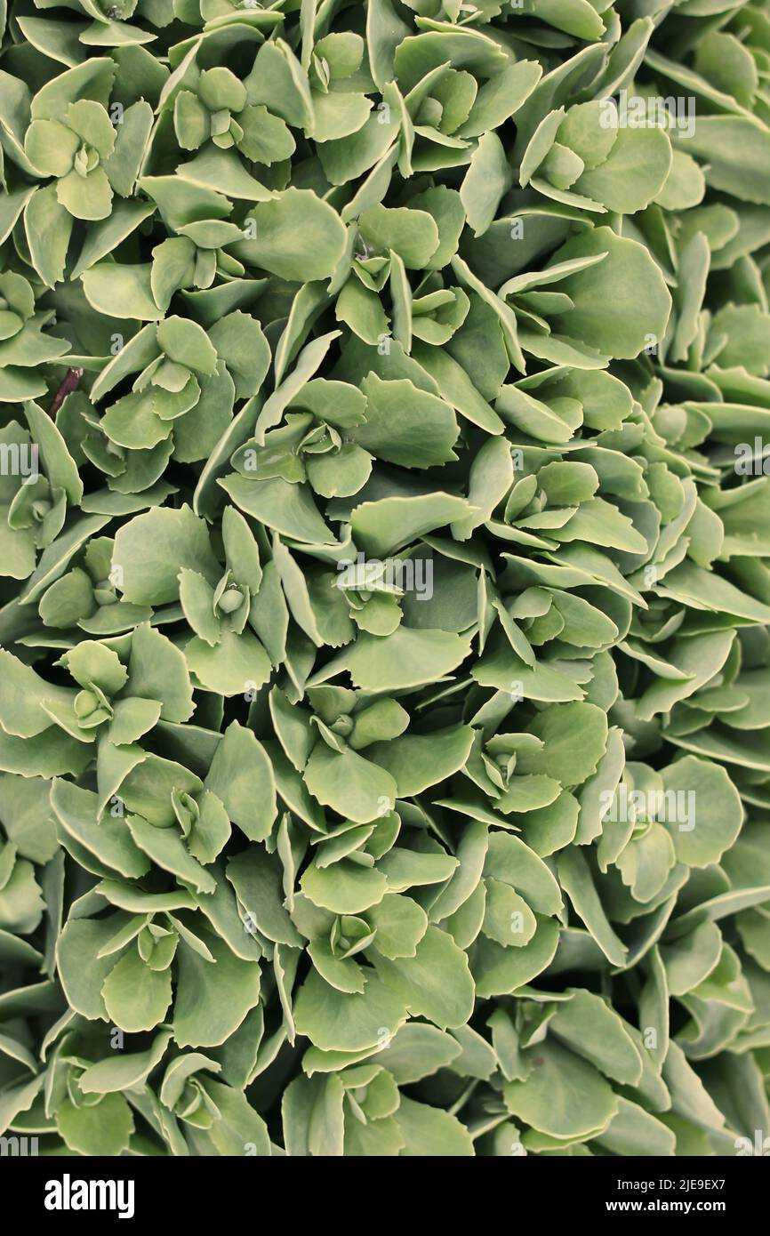 Full frame view of a typical leafy green garden plant Stock Photo Alamy