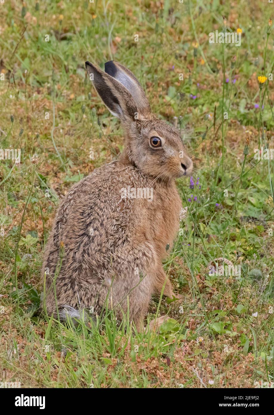 A gorgeous Brown hare Leveret sitting amongst the grass and wildflowers . Suffolk, Uk Stock Photo