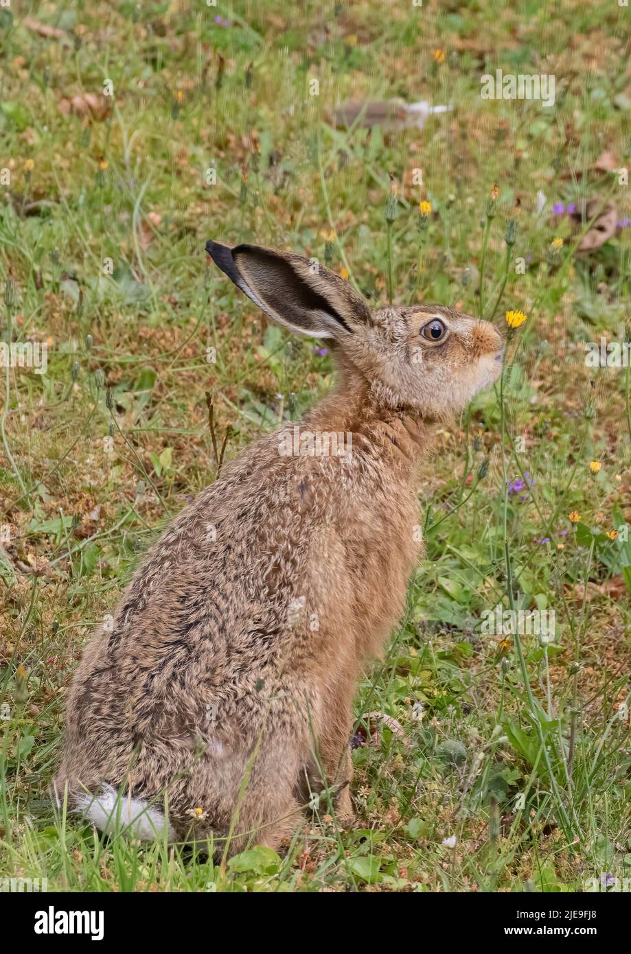 Does this taste good ?A gorgeous Brown hare Leveret sitting amongst the wildflowers and  sniffing the dandelions . Suffolk, Uk Stock Photo