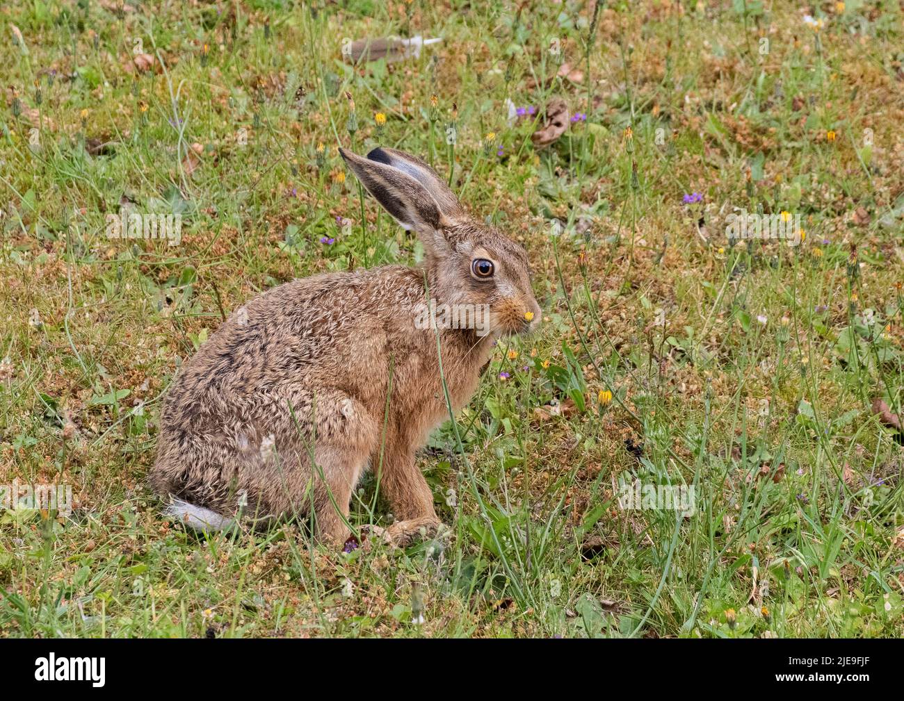 A gorgeous Brown hare Leveret sitting amongst the wildflowers and  sniffing the dandelions . Suffolk, Uk Stock Photo