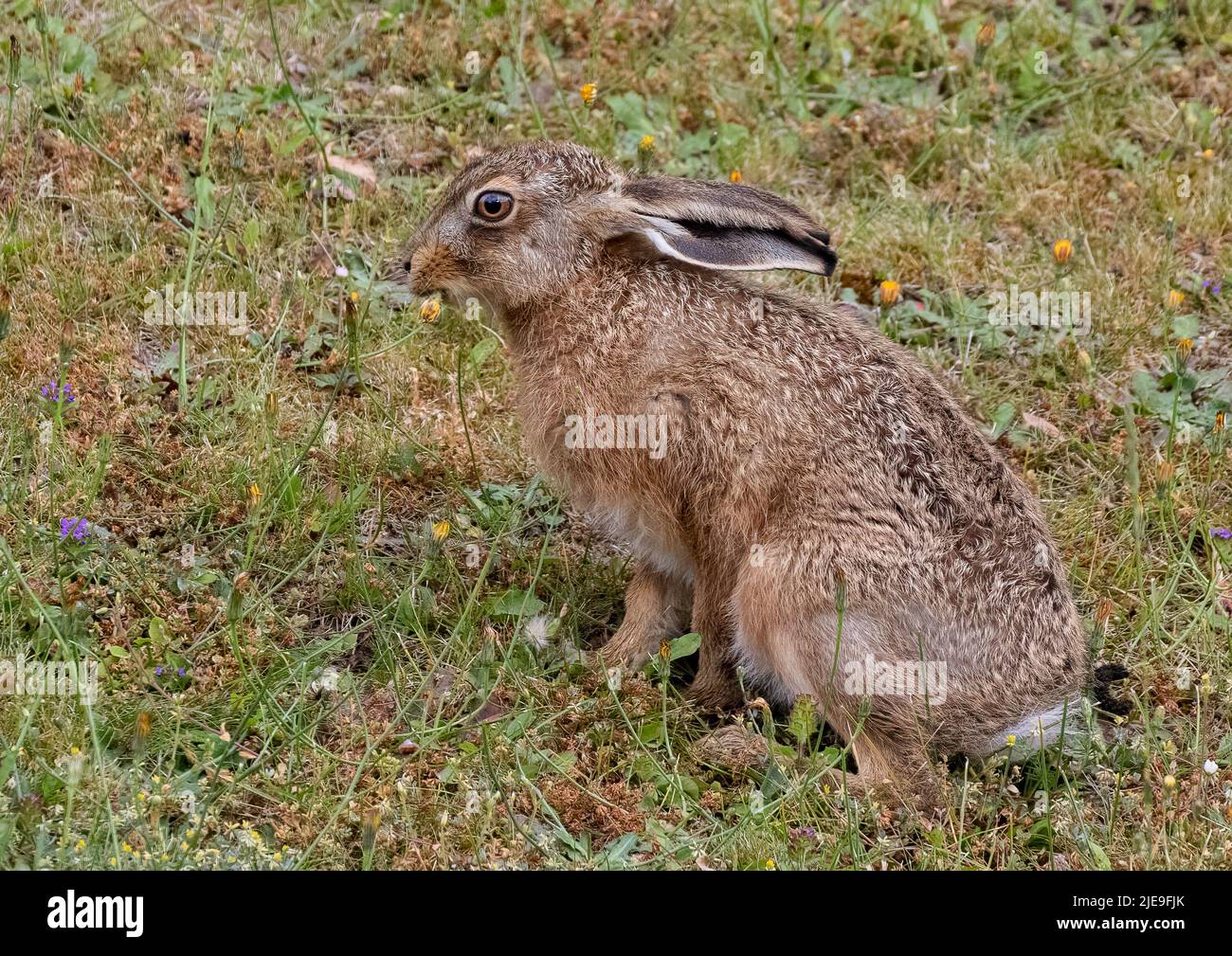 A gorgeous Brown hare Leveret sitting amongst the wildflowers and  munching on a dandelion . Suffolk, Uk Stock Photo
