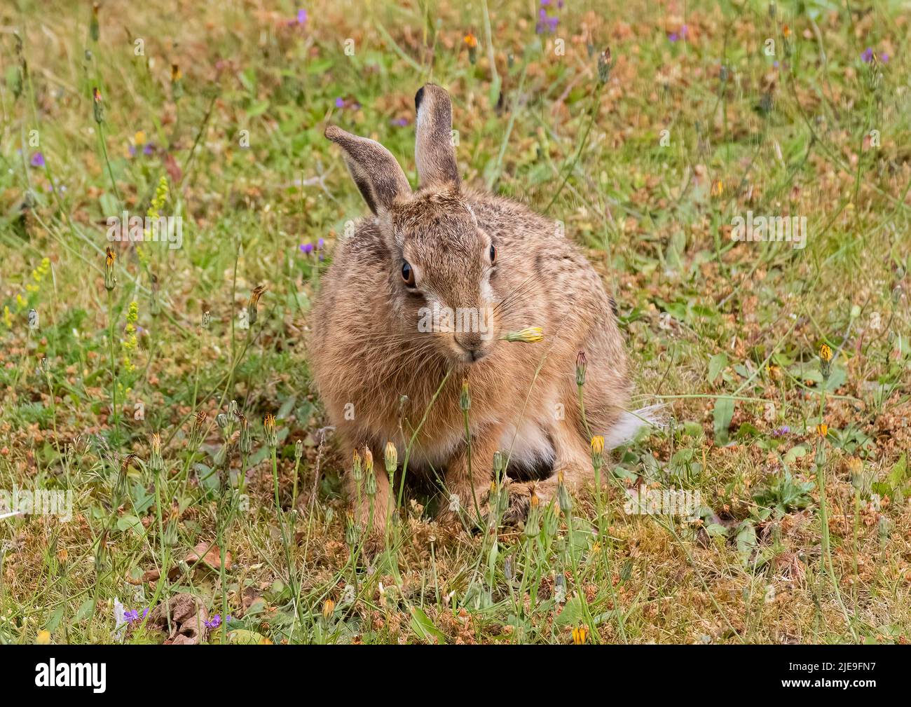 Weed control . A gorgeous Brown hare Leveret sitting amongst the wildflowers and eating  the dandelions . Suffolk, Uk Stock Photo