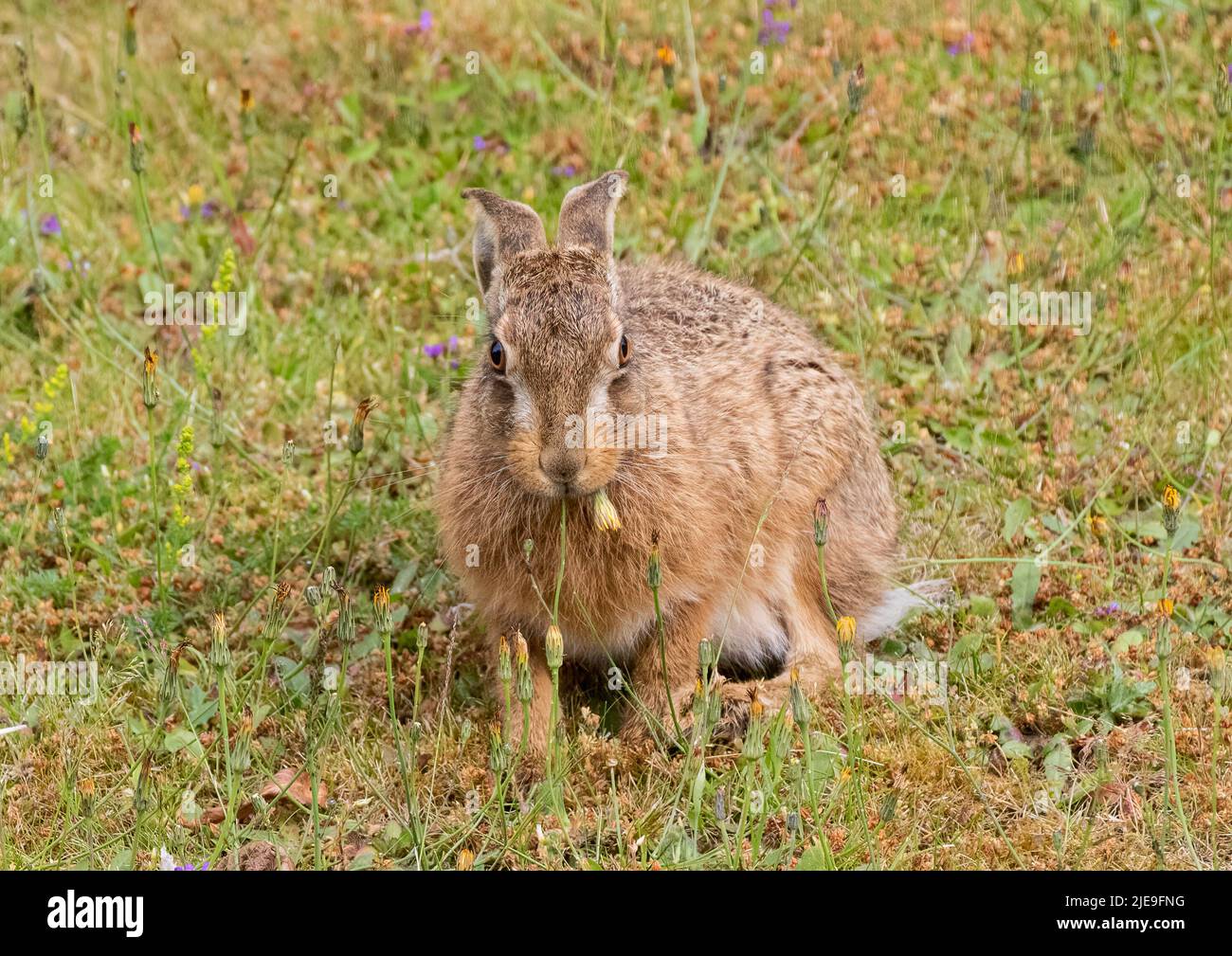 Natural weed control.A gorgeous Brown hare Leveret sitting amongst the purple flowers and  eating the dandelions . Suffolk, Uk Stock Photo