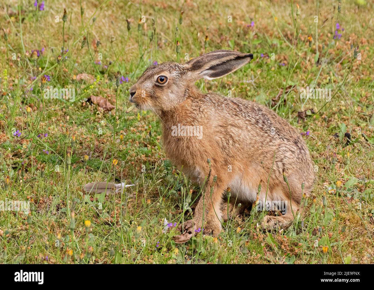 A gorgeous Brown hare Leveret sitting amongst the wildflowers and  actually eating  a dandelion . Suffolk, Uk Stock Photo