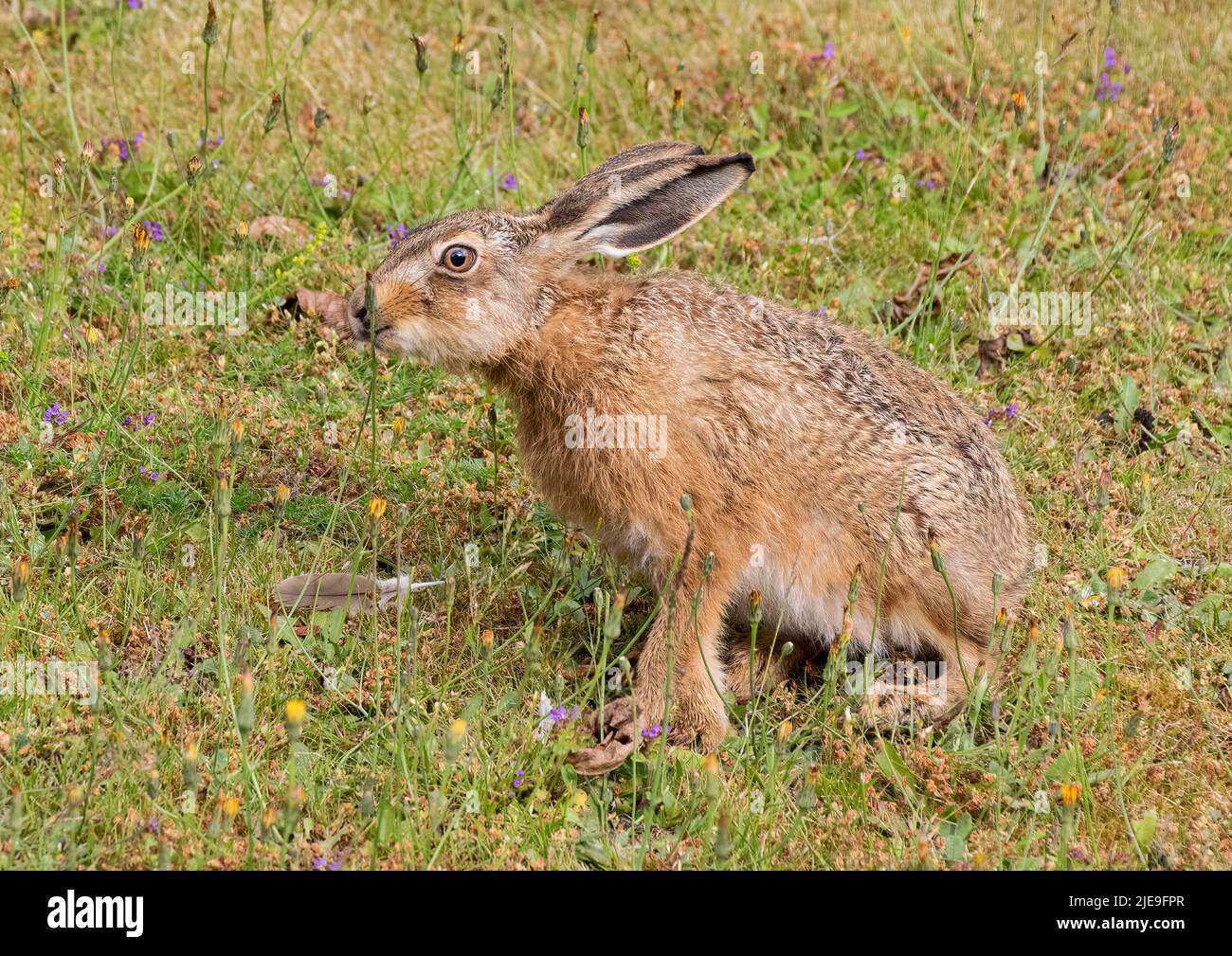 A gorgeous Brown hare Leveret sitting amongst the purple flowers and  tasting  the dandelions . Suffolk, Uk Stock Photo