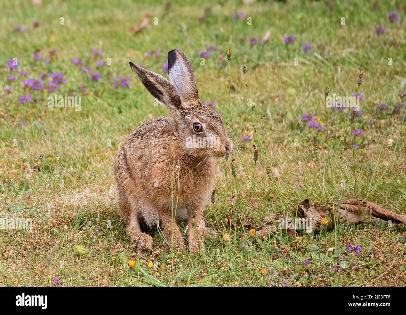 A gorgeous Brown hare Leveret sitting amongst the purple flowers and  sniffing the dandelions . Suffolk, Uk Stock Photo