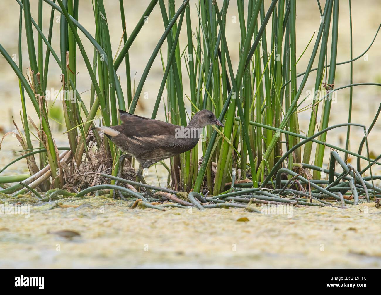 Walking on water - a young Moorhen balancing on the reeds and blanket weed on a Suffolk pond .UK Stock Photo