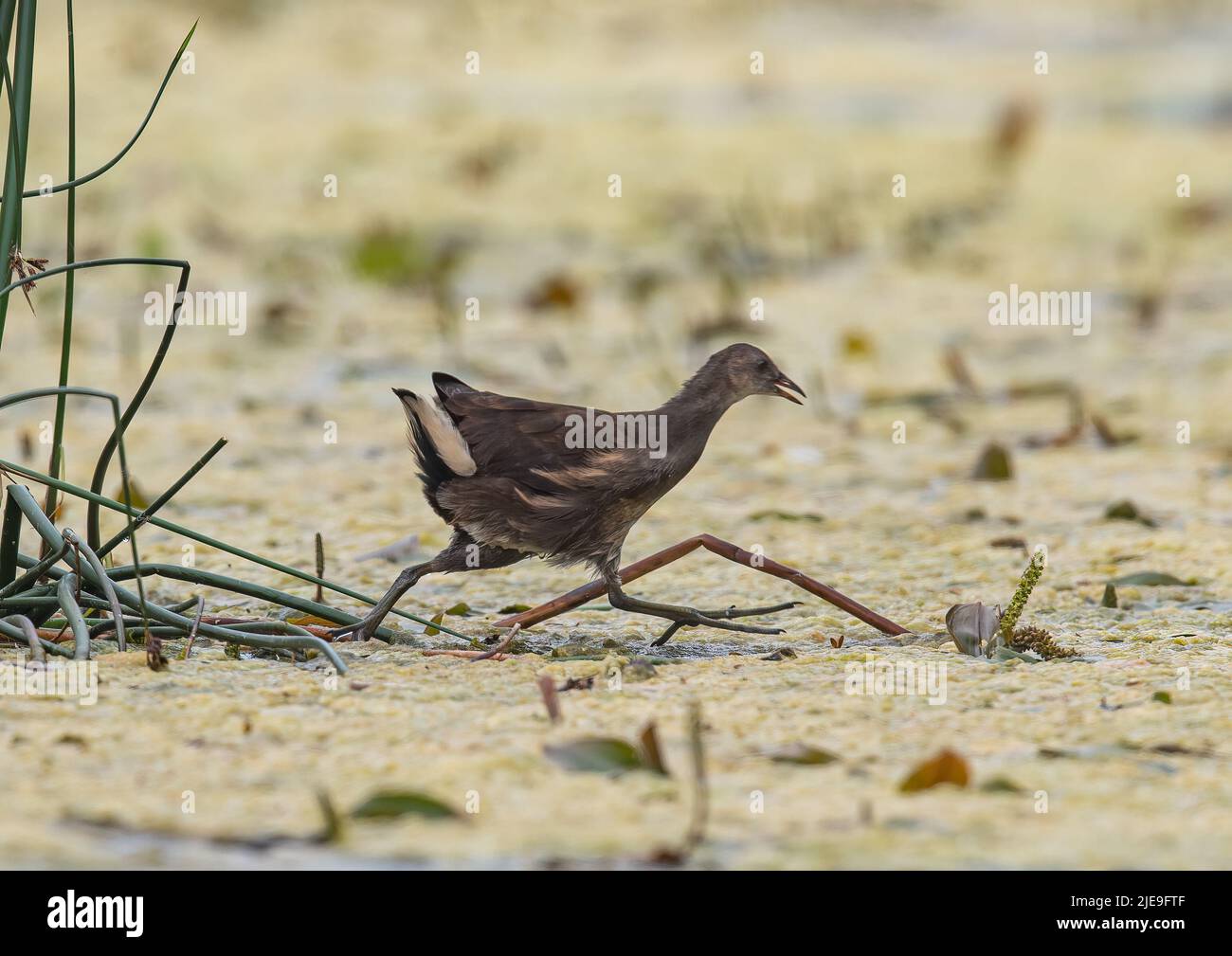 Walking on water - a young Moorhen sprinting across the blanket weed on a Suffolk pond .UK Stock Photo