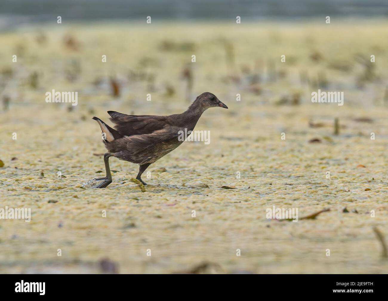 Walking on water - a young Moorhen strutting his stuff across the blanket weed on a Suffolk pond .UK Stock Photo