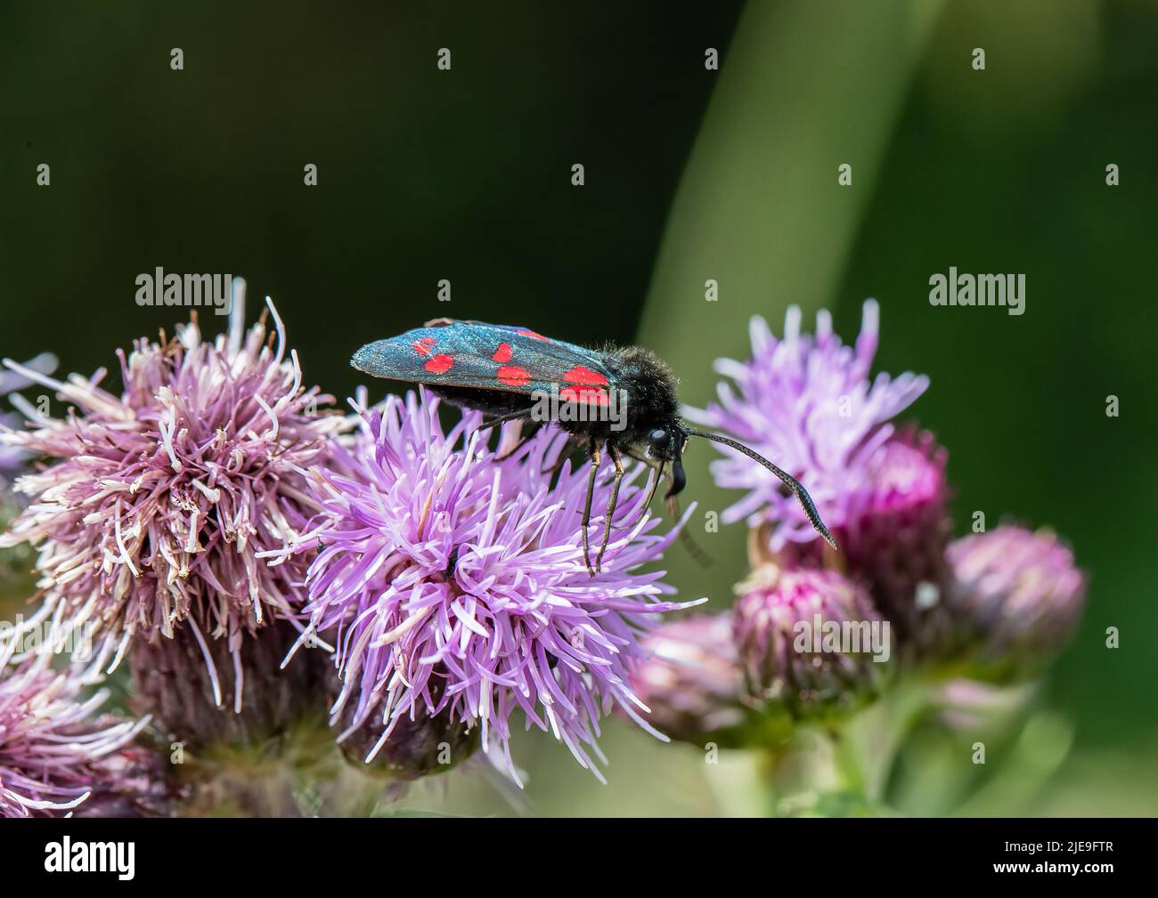 A day flying colourful six spot Burnet moth ( Zygaena filipendulae) on a purple knapweed head . Suffolk, UK. Stock Photo