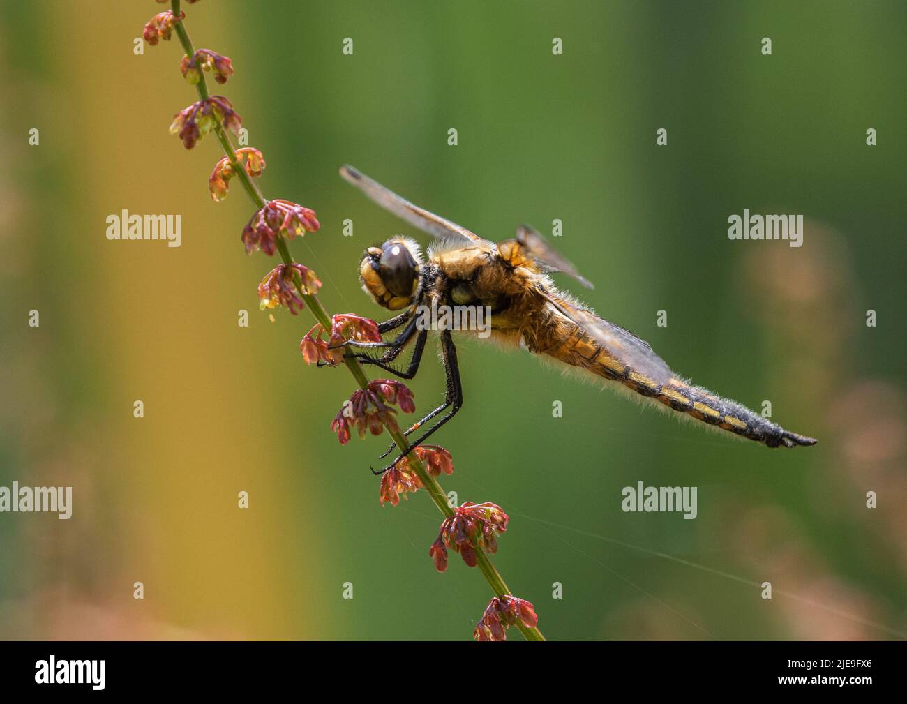 A colourful shot of a  Four-spotted Chaser Dragonfly ( Libellula quadrimaculata) . Settled with outspread wings on a red sorrel stem. Suffolk, UK Stock Photo