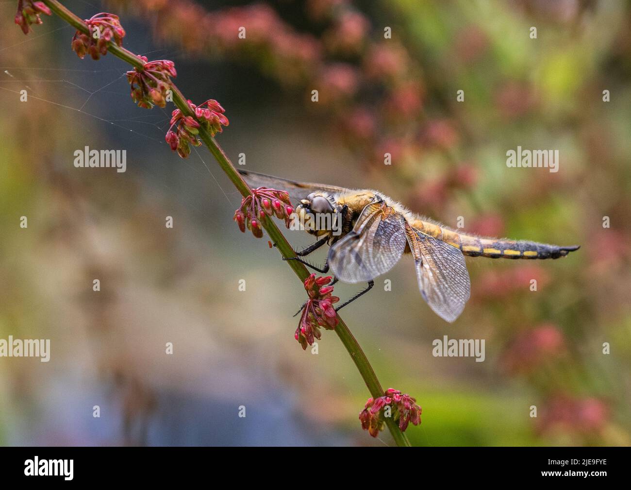 A colourful shot of a  Four-spotted Chaser Dragonfly ( Libellula quadrimaculata) . Settled with outspread wings on a red sorrel stem. Suffolk, UK Stock Photo
