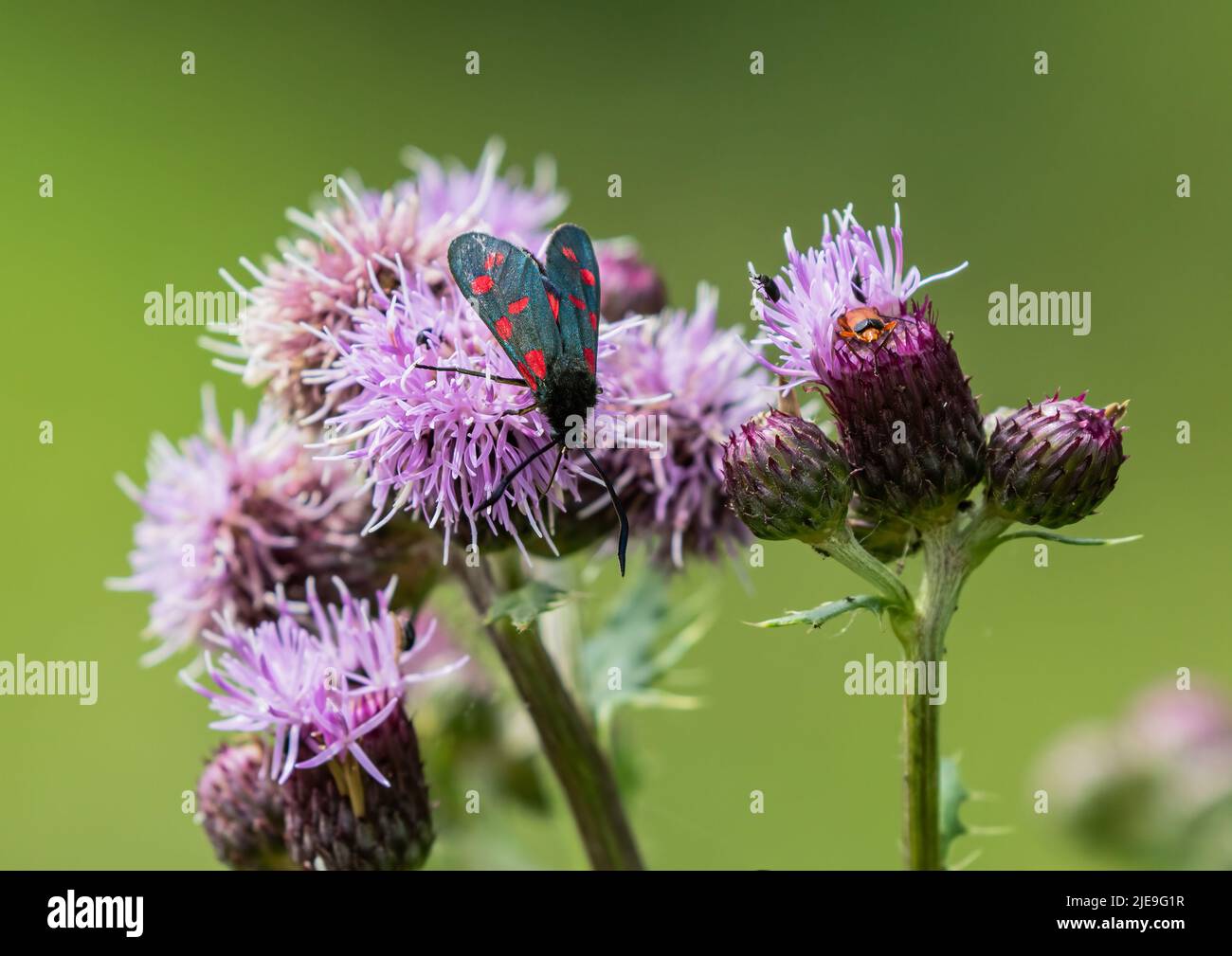 A distinctive six spot Burnet moth ( Zygaena filipendulae) on a purple knapweed head . Suffolk, UK. Stock Photo