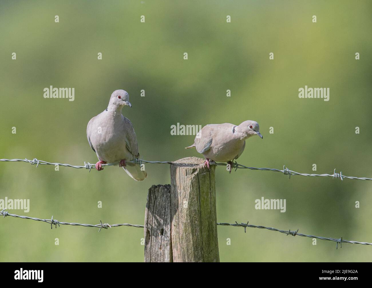 A pair of Collared Doves (Streptopelia decaocto) balancing on a farmer's barbed wire fence . Essex , UK. Stock Photo