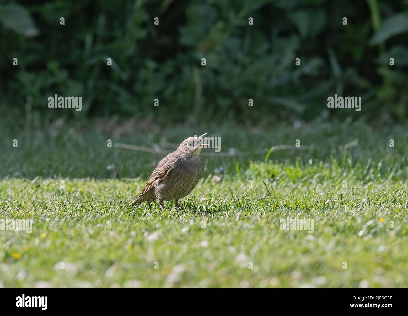 A juvenile Starling (Sturnus vulgaris) on the lawn in a Suffolk garden . UK Stock Photo