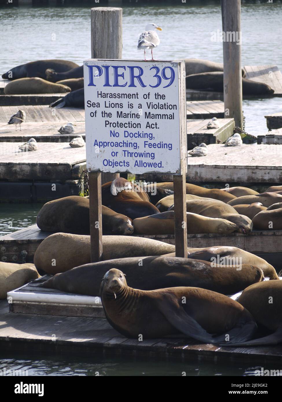 Sea Lions at Pier 39  The Marina, Fisherman's Wharf & the Piers