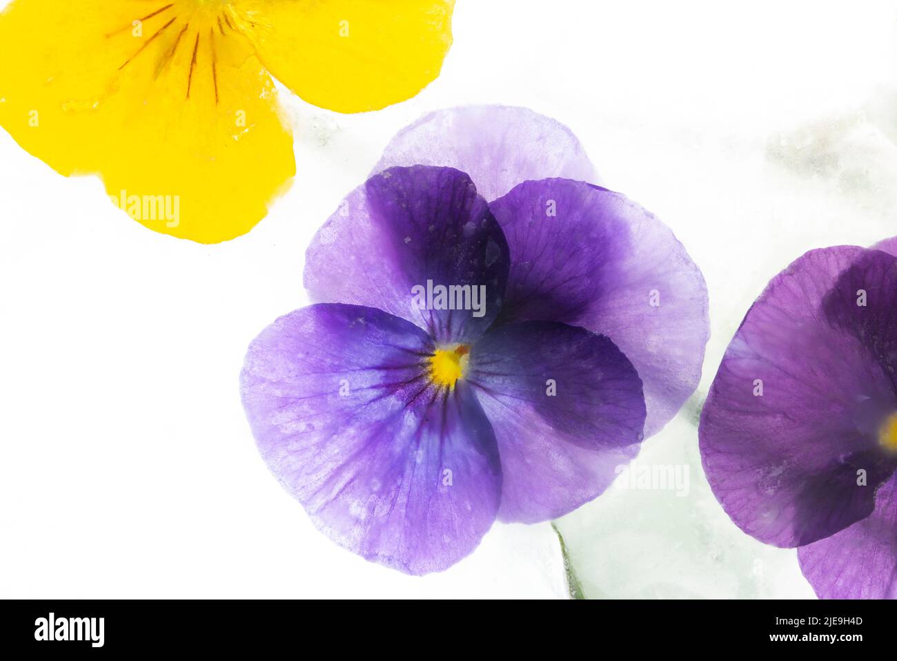 Background of mixed colours of pansy flowers in ice. Stock Photo