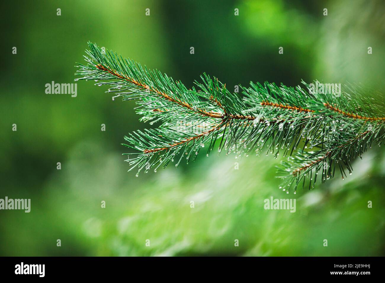 Beautiful green fluffy spruce branches covered with raindrops grow on a summer day. Coniferous trees. Spruce forest. Taiga. Stock Photo