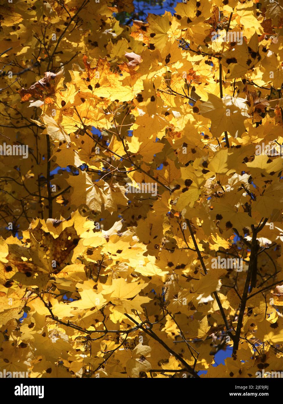 There are many golden maple leaves on the branches of the tree.  Dry autumn leaves Stock Photo