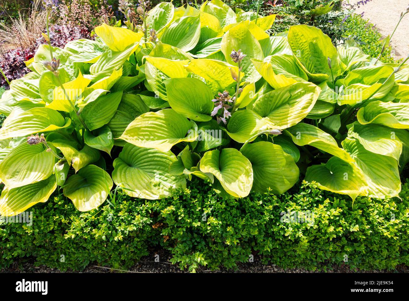 Shade loving plants hires stock photography and images Alamy
