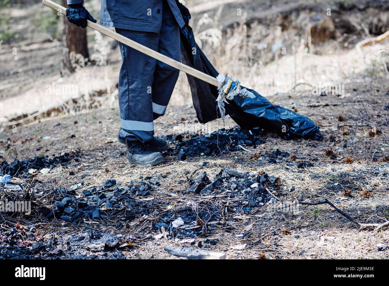 Man in overalls collects garbage and waste in forest. Ecological problem of pollution of nature. Volunteer with plastic bag cleans forest on summer day. Stock Photo
