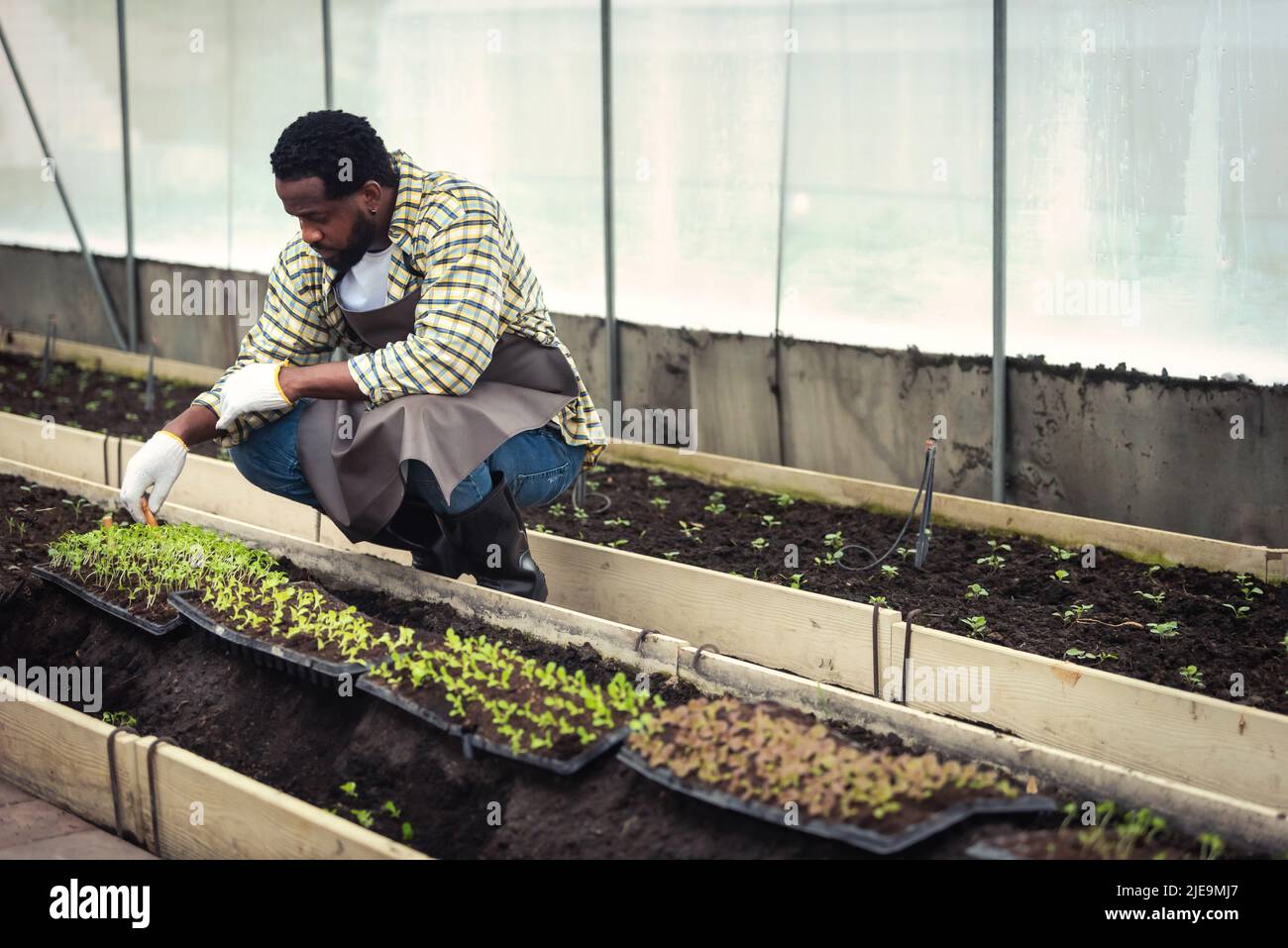 Portrait of Smiling African man farmer holding a crate of fresh plant ...
