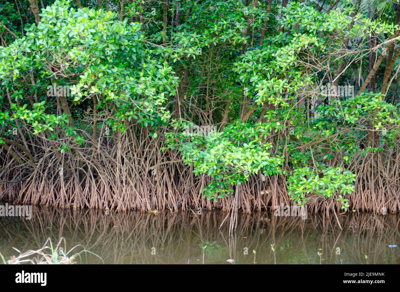 Mangrove plants with roots Stock Photo Alamy