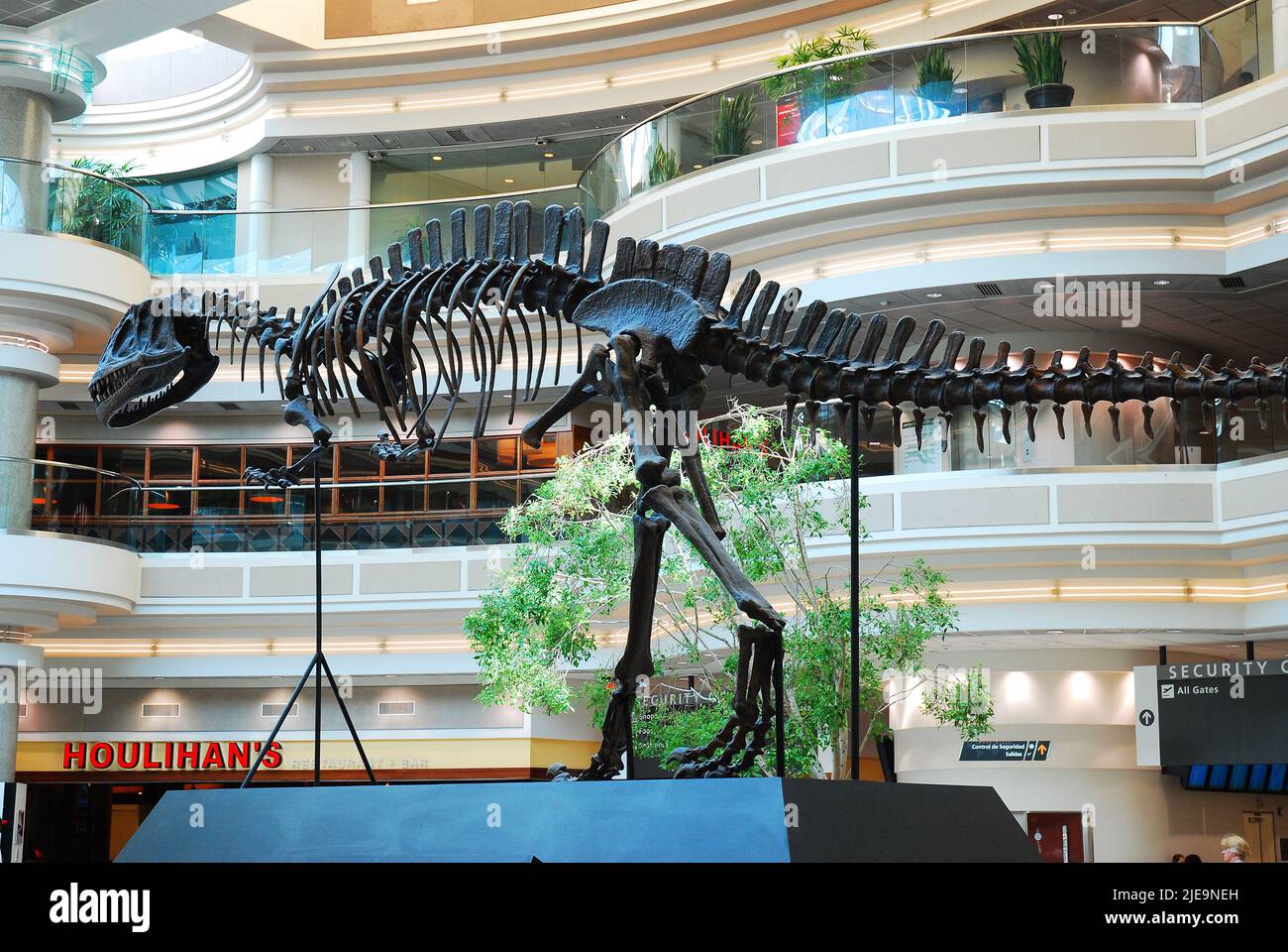 A skeleton of a T Rex stands in the atrium of the Atlanta International Airport Stock Photo