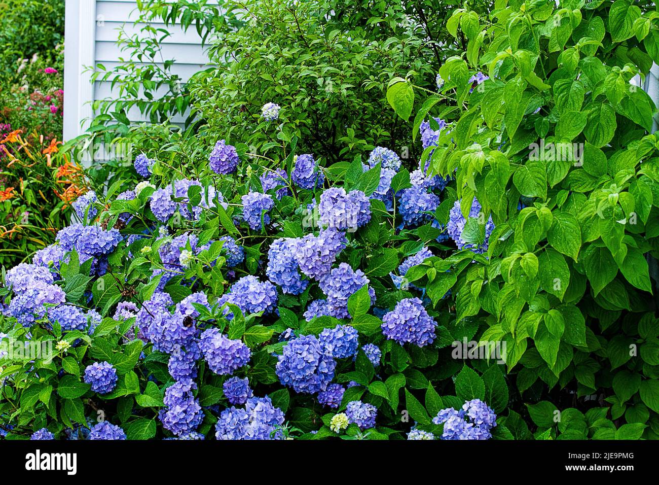 Deep blue hydrangeas in garden closeup Stock Photo