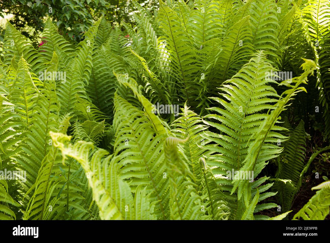 A group of ferns in a garden Stock Photo