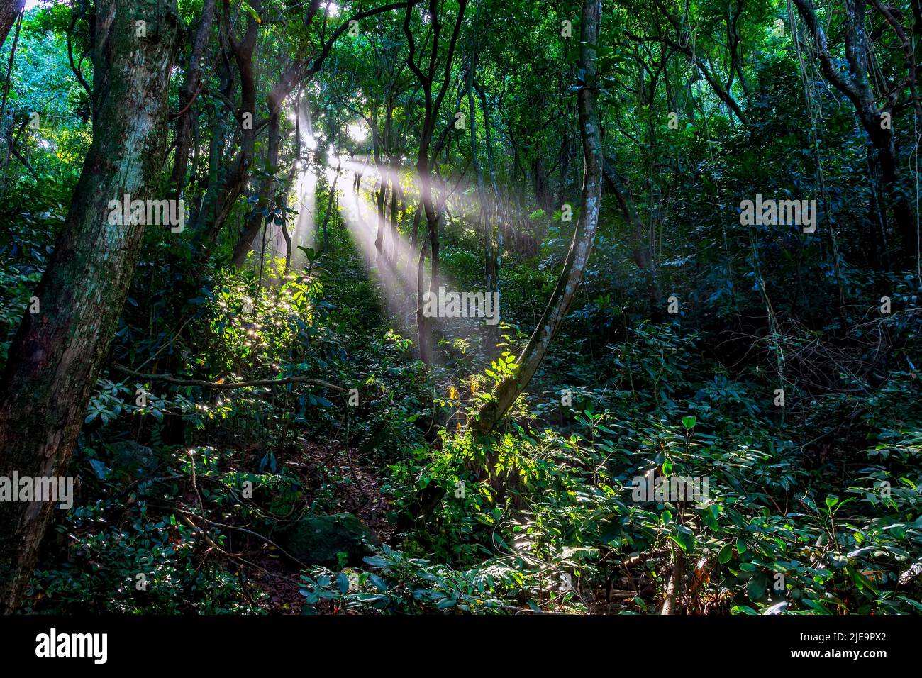 Rays of sunlight breaking through the trees and dense vegetation of the Brazilian rainforest in the state of Rio de Janeiro Stock Photo
