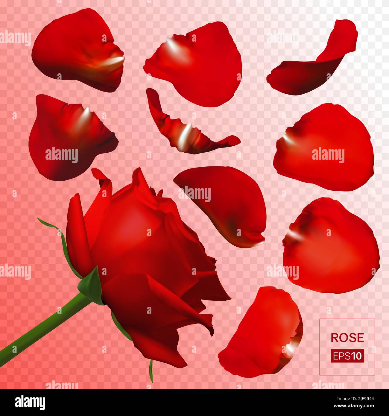 Realistic rose petals. Vector illustration with mesh gradients Stock