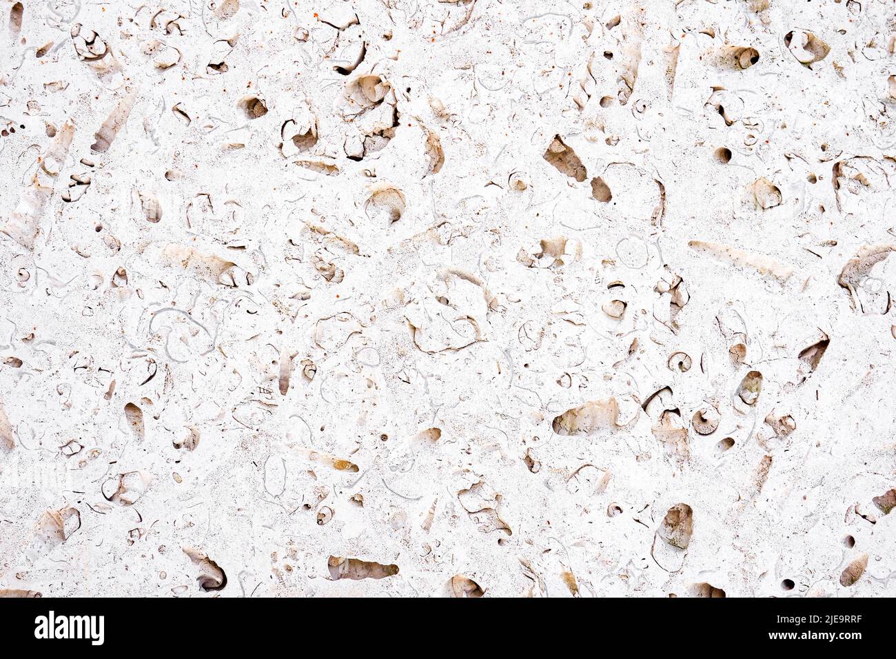 Fossils in a slab of limestone travertine full frame abstract closeup Stock Photo