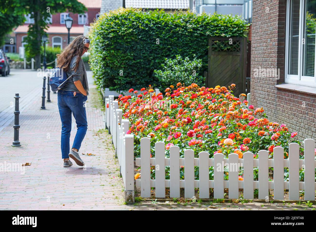A woman passes a garden of roses  on Juni 21, 2022  in Wyk, Foehr Island, Germany.  © Peter Schatz / Alamy Stock Photos Stock Photo