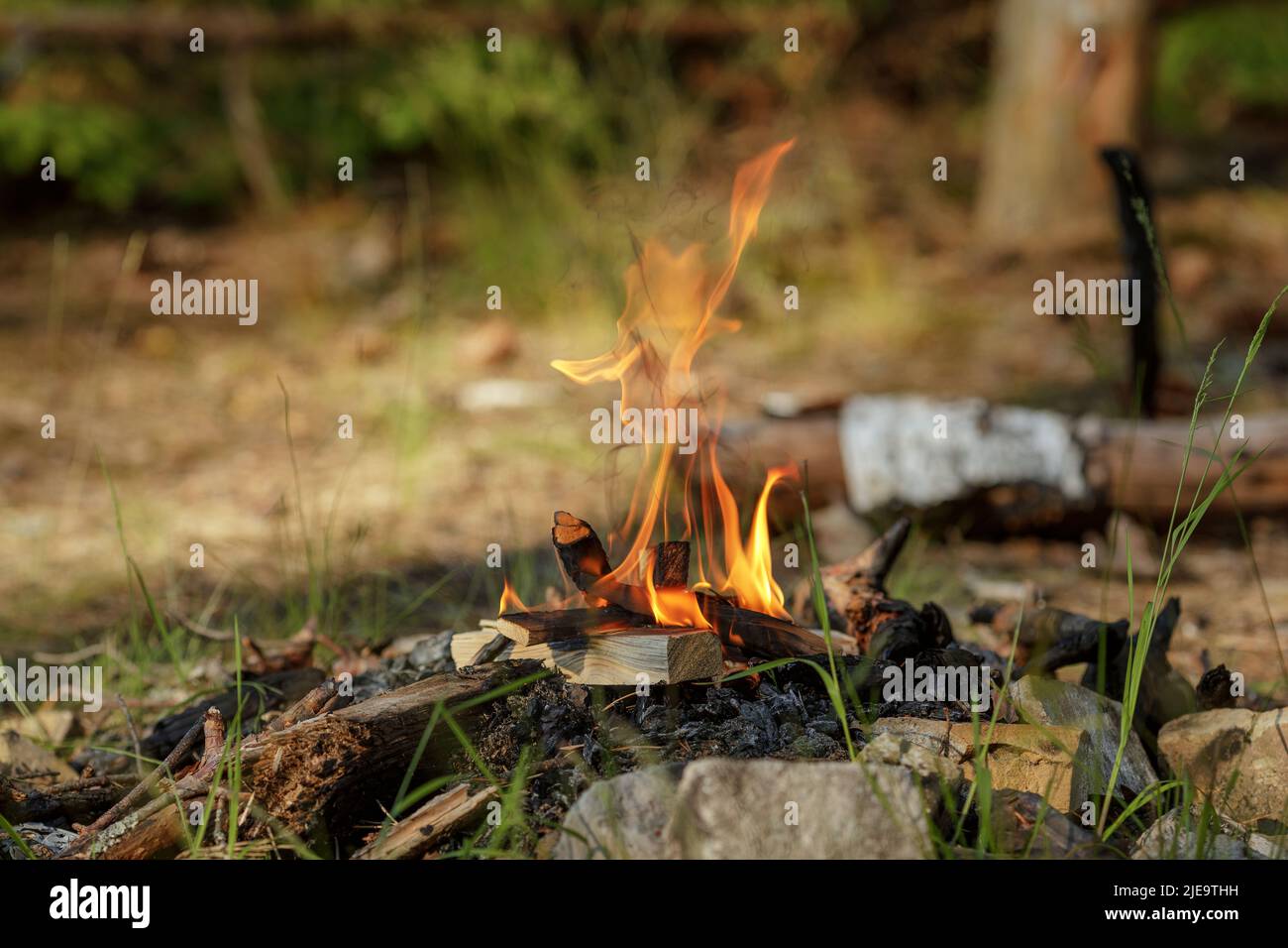 Close up of burning timber bonfire in summer forest. The concept of ...