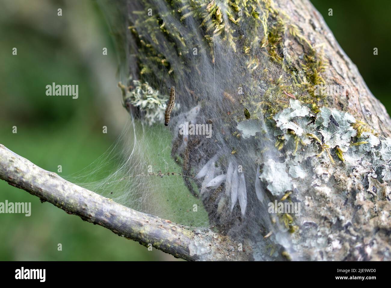Trees in the UK, covered in the protective silk webs of the ermine moth caterpillar. Stock Photo