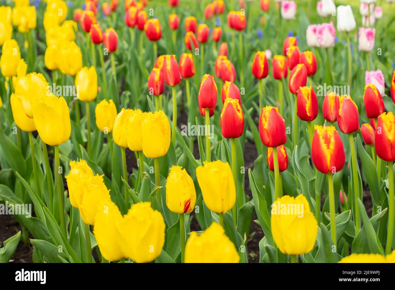 Flowerbed with many yellow red tulips bright spring background Stock ...