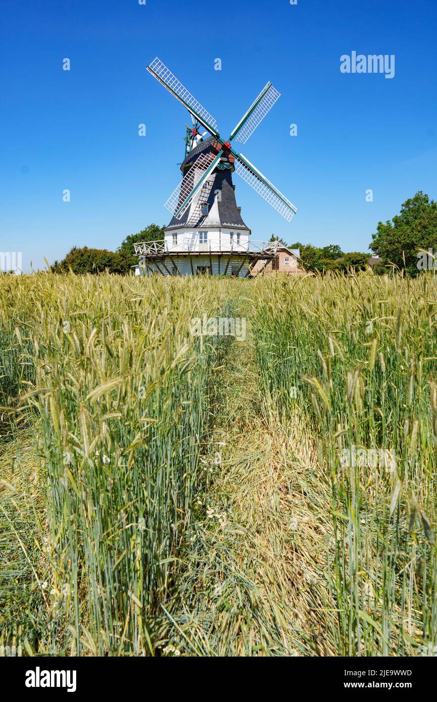 Traditional wind mill seen through a corn field   in Borgsum near Nieblum village  on Juni 23, 2022  in Wyk, Foehr Island, Germany.  © Peter Schatz / Alamy Stock Photos Stock Photo