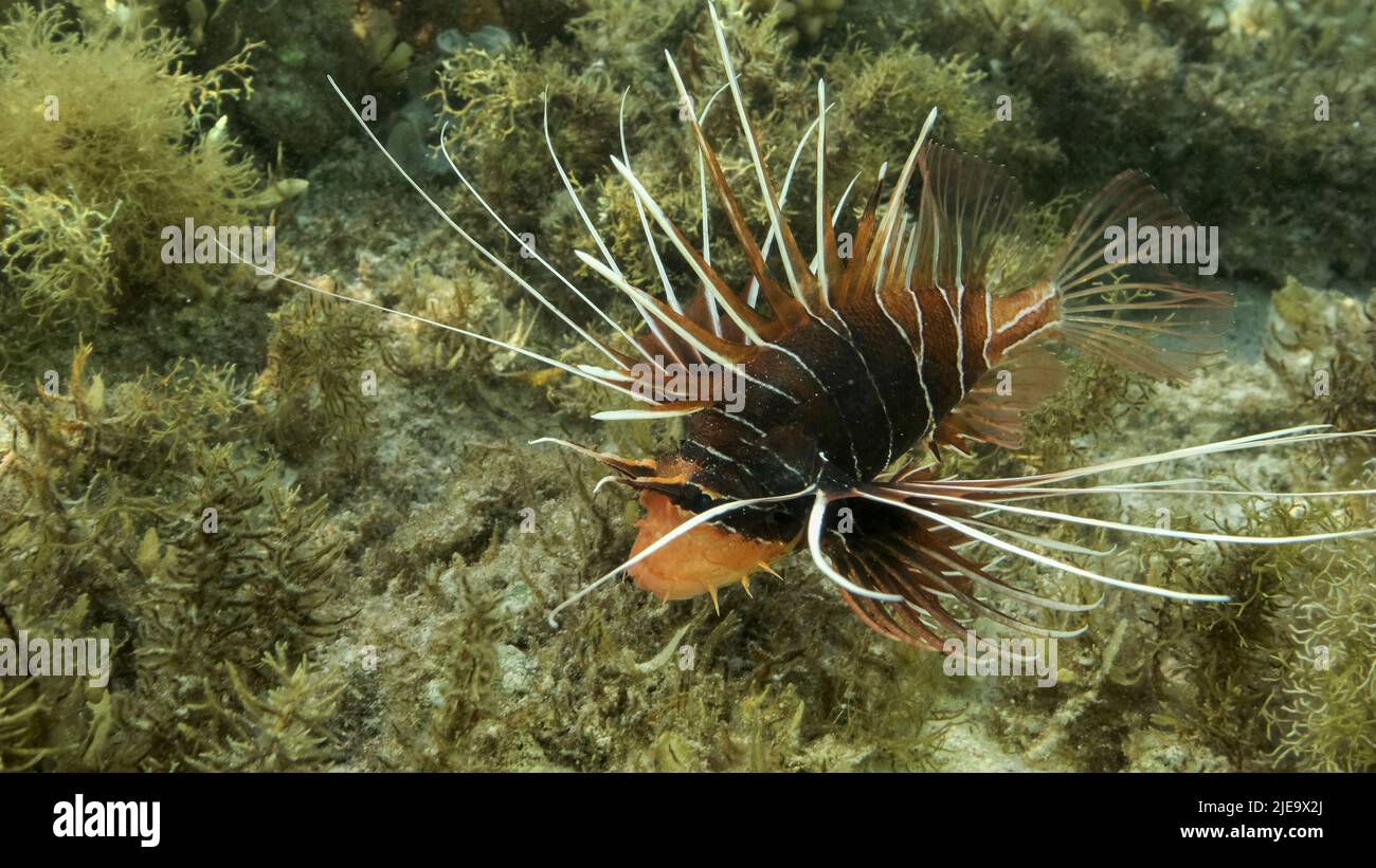 Red Sea, Egypt. 26th June, 2022. Radial Firefish or Red sea lionfish (Pterois radiata, Pterois cincta) swims above seabed covered with algae. Close-up. Red sea, Egypt (Credit Image: © Andrey Nekrasov/ZUMA Press Wire) Stock Photo