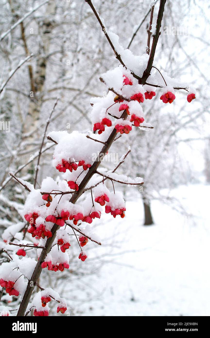 Decorative shrub Redvein enkianthus under the snow Stock Photo