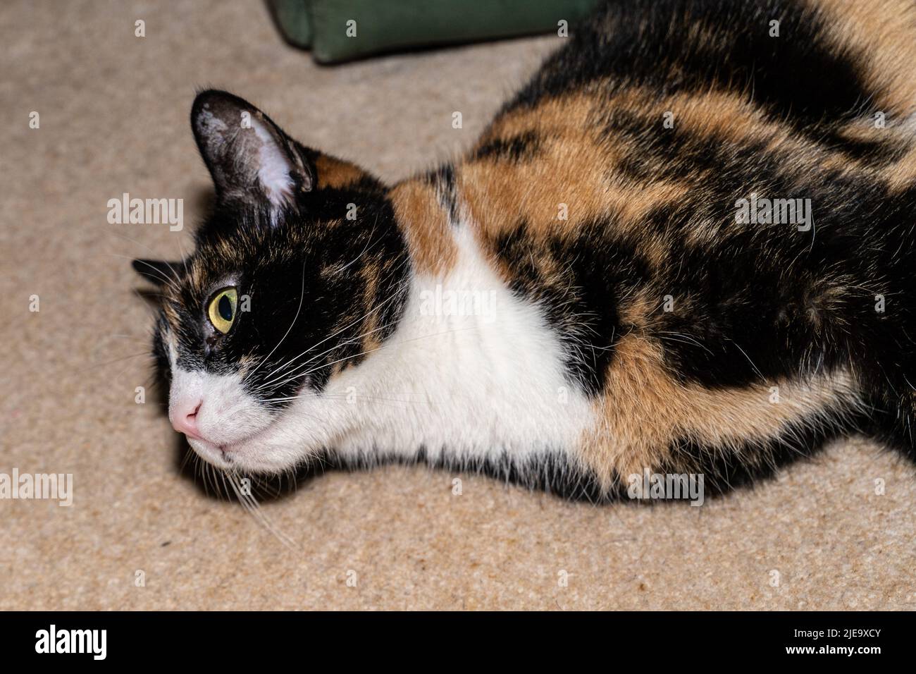 Brindle cat hires stock photography and images Alamy