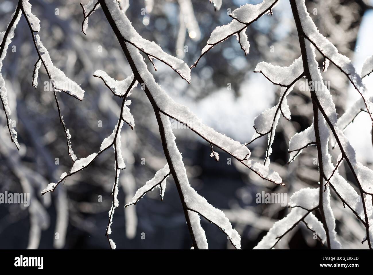 Winter twigs. Tree branches covered with snow after a blizzard and snowfall. Wintertime forest on a sunny day Stock Photo